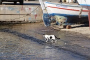  sur le port petit chat guettant le poisson
